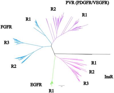 Phylogenetic and transcriptomic characterization of insulin and growth factor receptor tyrosine kinases in crustaceans